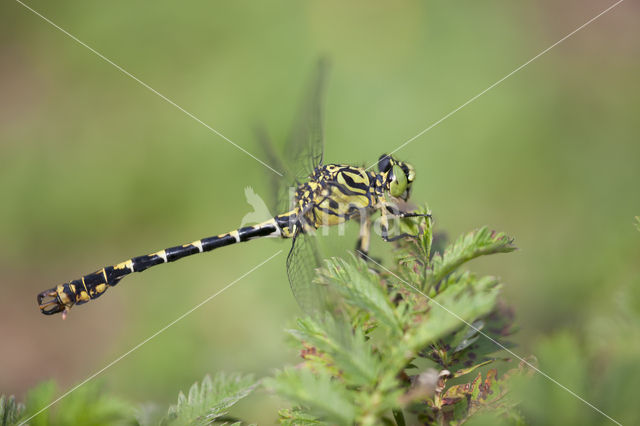 Kleine tanglibel (Onychogomphus forcipatus)