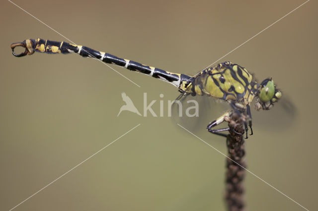 Kleine tanglibel (Onychogomphus forcipatus)