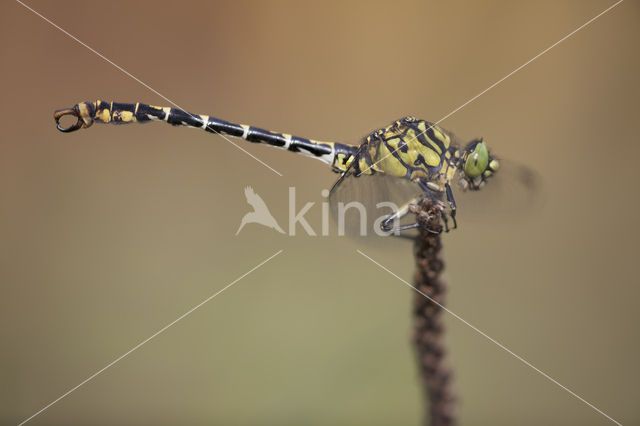 Kleine tanglibel (Onychogomphus forcipatus)