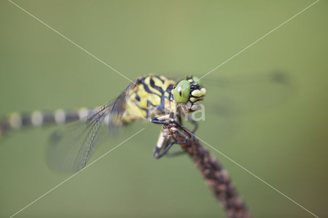 Green-eyed Hooktail (Onychogomphus forcipatus)
