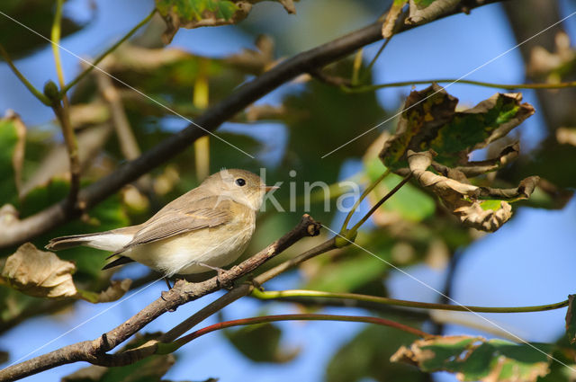 Red-breasted Flycatcher (Ficedula parva)