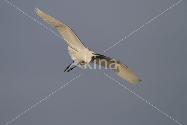 Kleine Zilverreiger (Egretta garzetta)