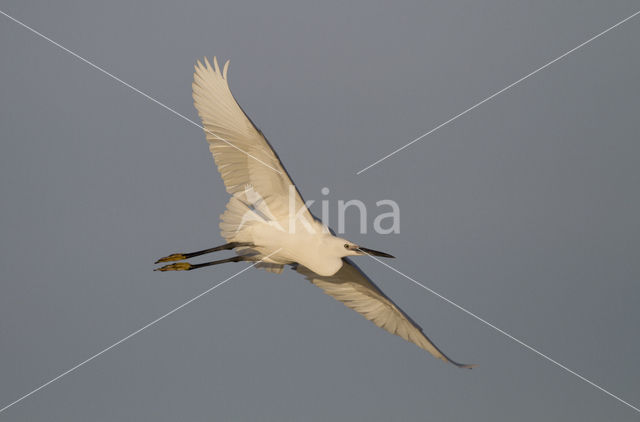 Kleine Zilverreiger (Egretta garzetta)