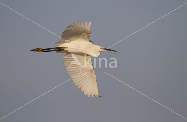 Kleine Zilverreiger (Egretta garzetta)