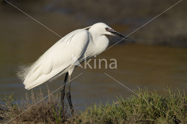 Little Egret (Egretta garzetta)