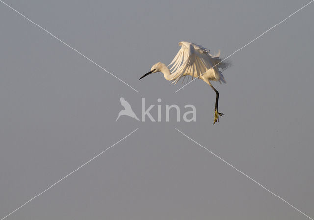 Kleine Zilverreiger (Egretta garzetta)