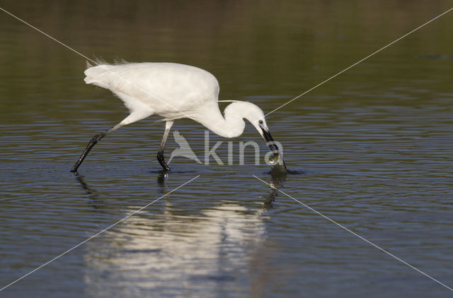 Kleine Zilverreiger (Egretta garzetta)