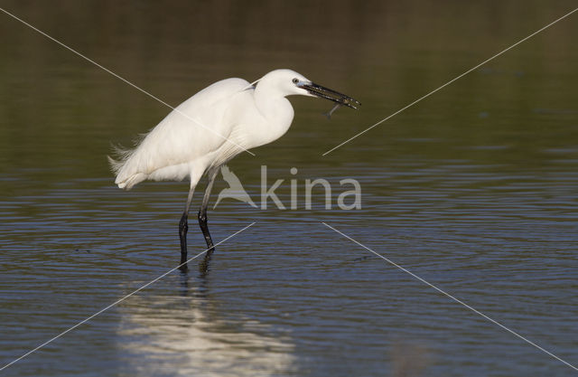 Kleine Zilverreiger (Egretta garzetta)