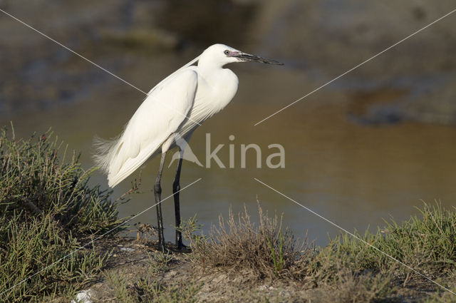 Kleine Zilverreiger (Egretta garzetta)