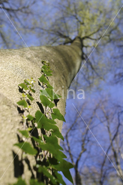 Common ivy (Hedera helix)