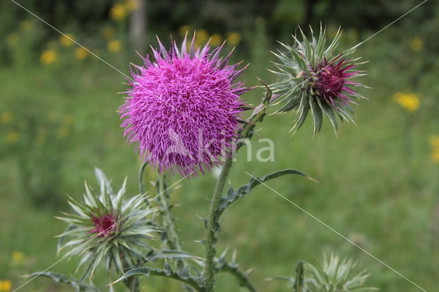 Knikkende distel (Carduus nutans)