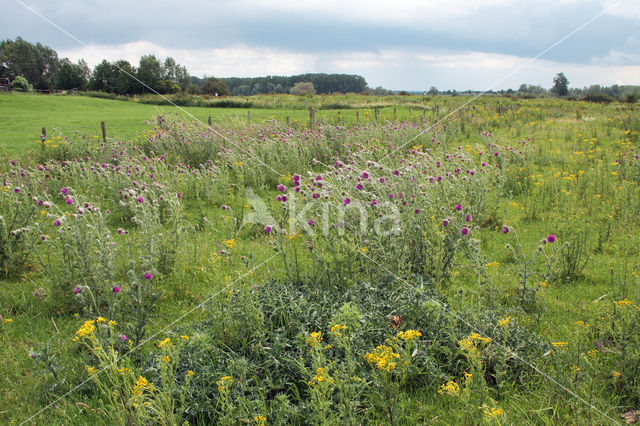 Knikkende distel (Carduus nutans)