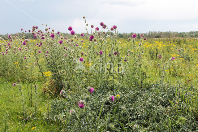 Knikkende distel (Carduus nutans)