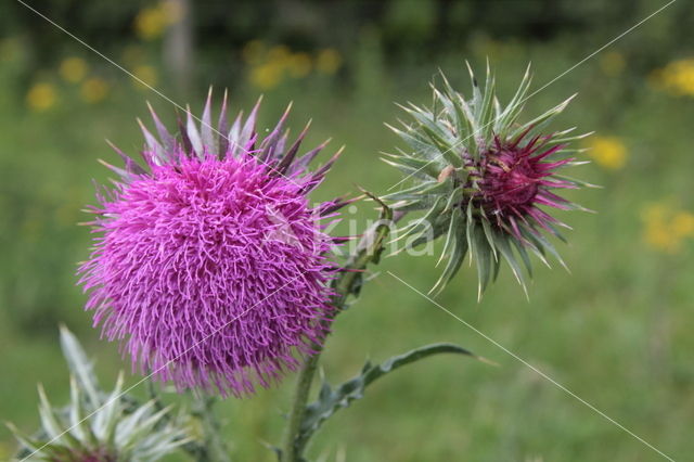 Nodding Thistle (Carduus nutans)