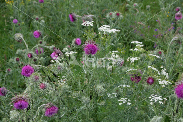 Knikkende distel (Carduus nutans)