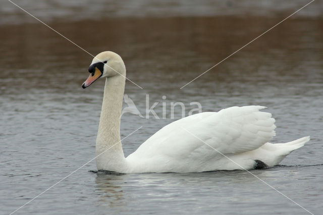 Knobbelzwaan (Cygnus olor)