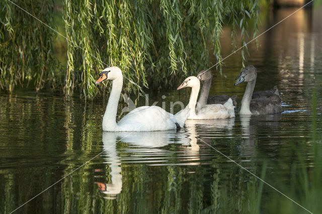 Mute Swan (Cygnus olor)