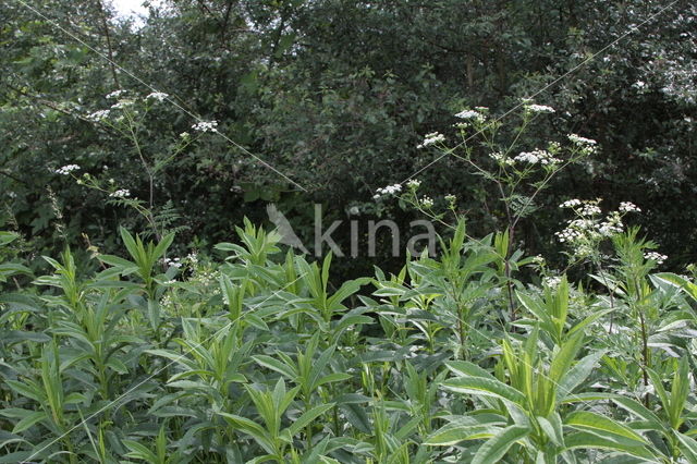 Knolribzaad (Chaerophyllum bulbosum)
