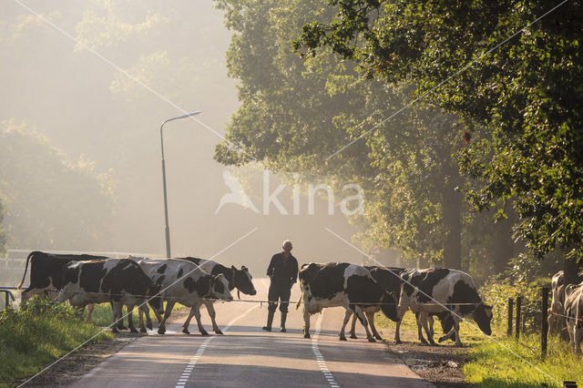 Cow (Bos domesticus)