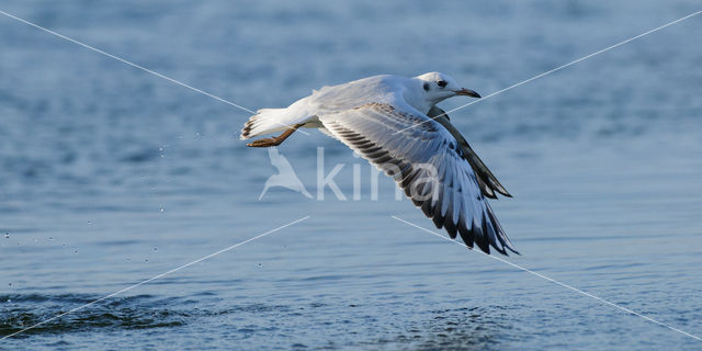 Black-headed Gull (Larus ridibundus)