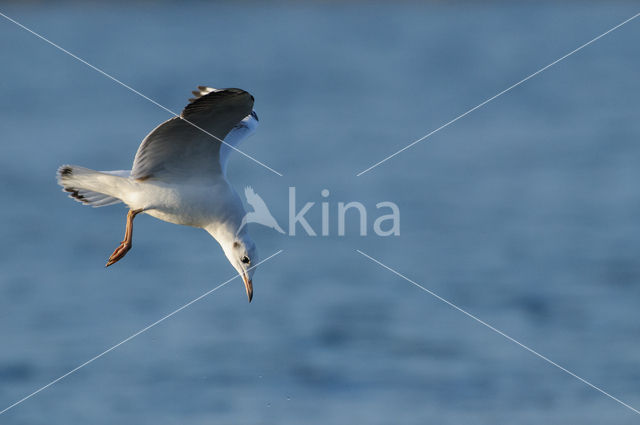 Black-headed Gull (Larus ridibundus)