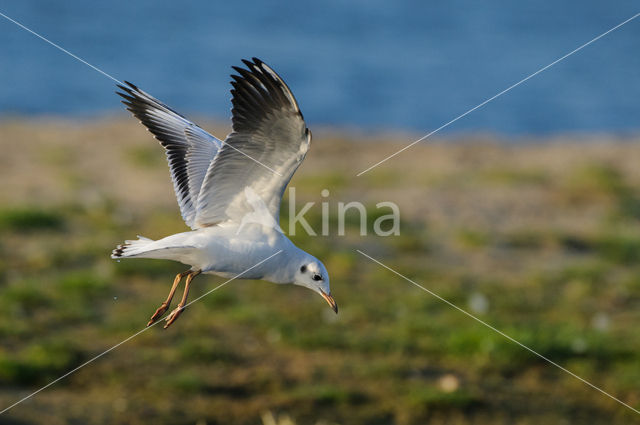 Black-headed Gull (Larus ridibundus)