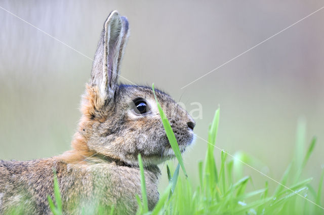 Rabbit (Oryctolagus cuniculus)