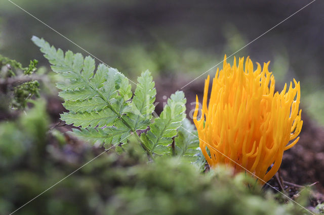 Coral (Clavulinopsis cinerioides)