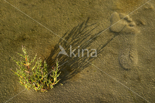 Kortarige zeekraal (Salicornia europaea)