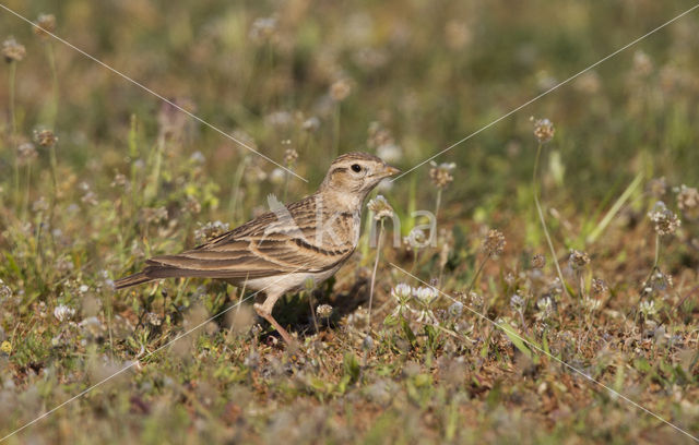 Short-toed Lark (Calandrella brachydactyla)