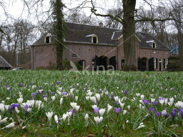 Krokus (Crocus spec.)