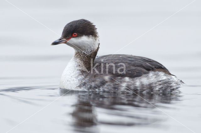 Kuifduiker (Podiceps auritus)