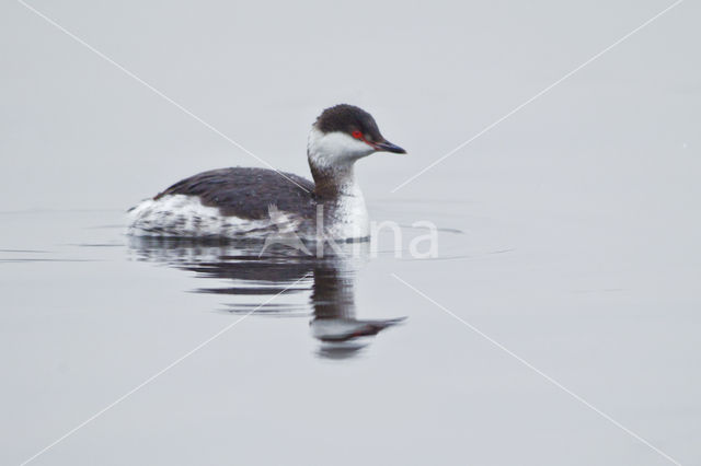 Kuifduiker (Podiceps auritus)