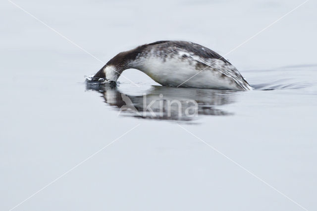 Kuifduiker (Podiceps auritus)