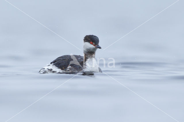 Kuifduiker (Podiceps auritus)