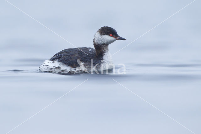 Kuifduiker (Podiceps auritus)