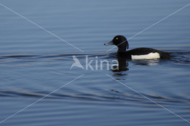 Tufted Duck (Aythya fuligula)