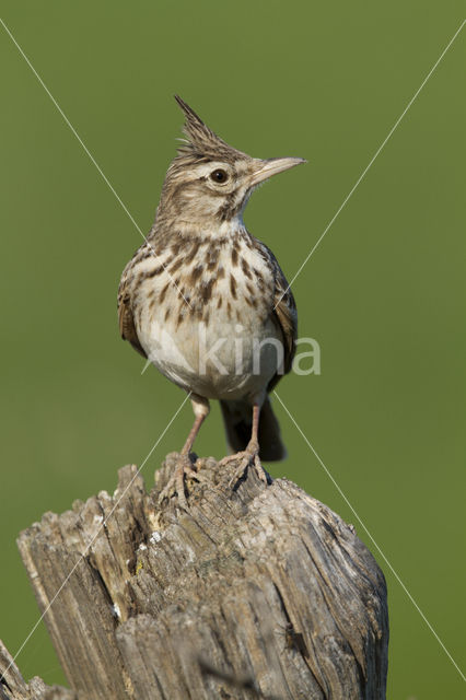 Kuifleeuwerik (Galerida cristata)