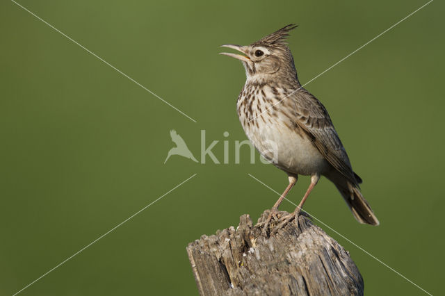 Crested Lark (Galerida cristata)