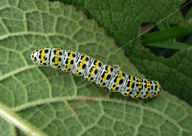 Kuifvlinder (Shargacucullia verbasci)