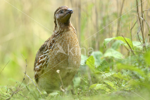 Common Quail (Coturnix coturnix)