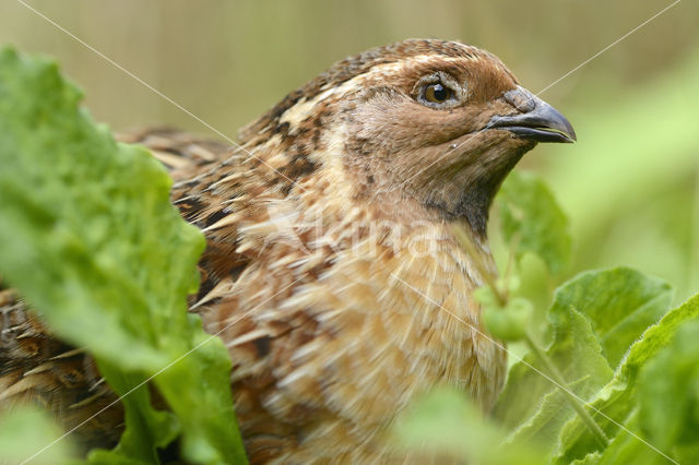 Common Quail (Coturnix coturnix)