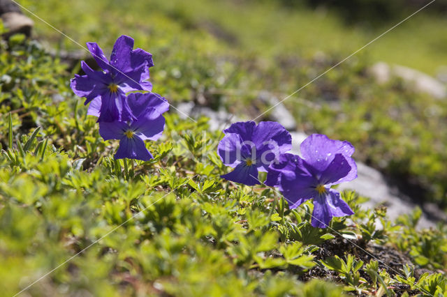 Langgespoord viooltje (Viola calcarata)