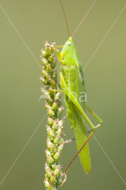 Large-winged Cone-head (Ruspolia nitidula)