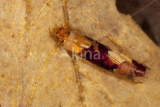 Limnephilus luridus (rode lijst NL