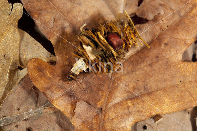 Limnephilus stigma (rode lijst NL