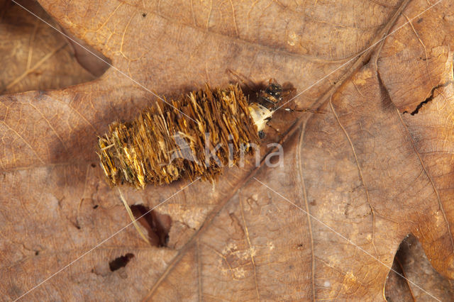 Limnephilus stigma (rode lijst NL