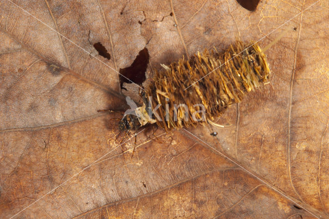 Limnephilus stigma (rode lijst NL