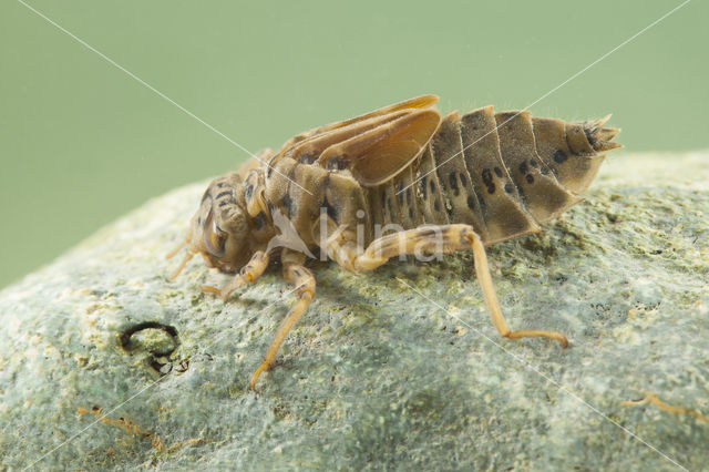 Lindenia tetraphylla