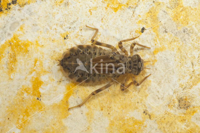 Lindenia tetraphylla